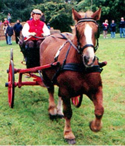 Schleswiger